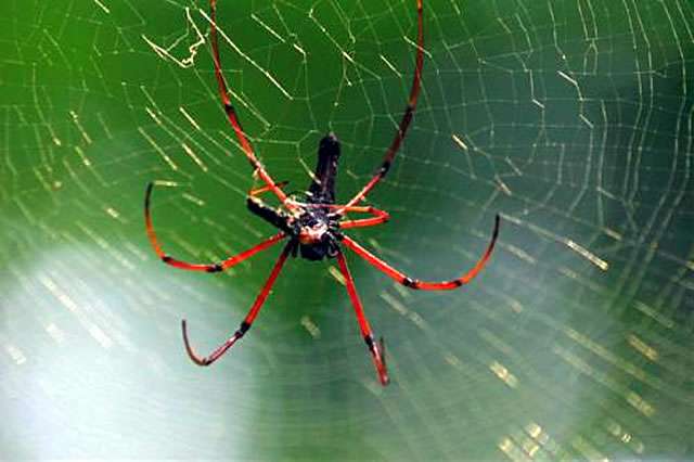 Gambar Laba-laba coklat